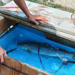 でっかいイトウが釣れた！ ～フィッシングパーク高島の泉～